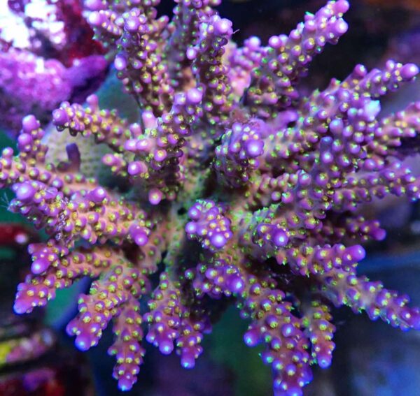 Merlin's Staff Acropora - Image 2