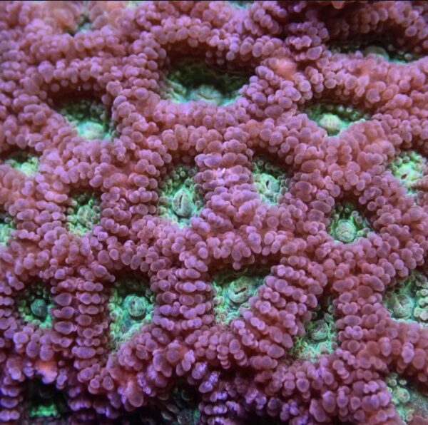 Purple with green centers favia