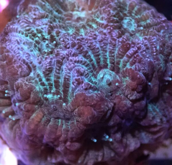 Blue War Coral Favites - Image 2