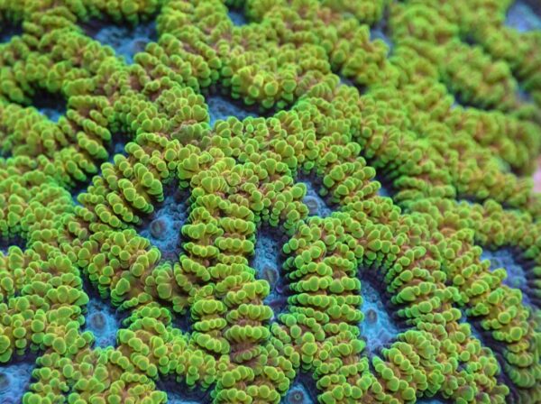 Favia of the Gods - Image 2