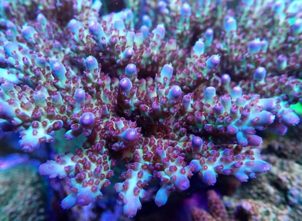 Vivid's Rainbow Delight Acropora