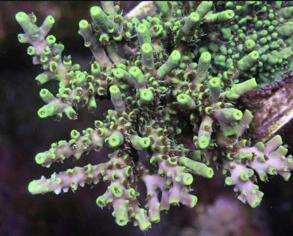 CBS La Lakers Acropora