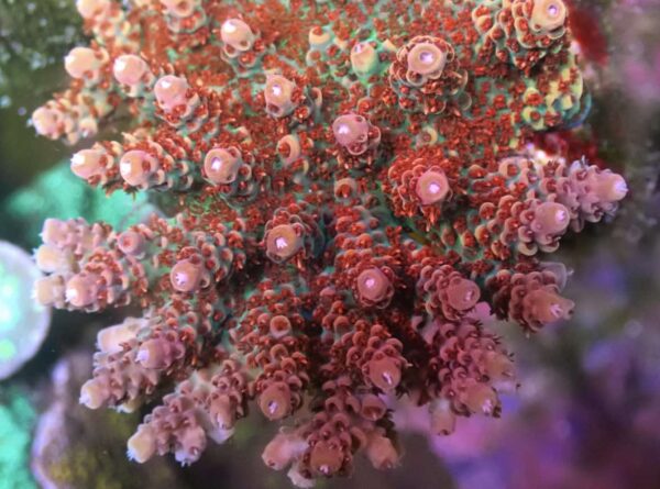 WWC Princess Peach Acropora