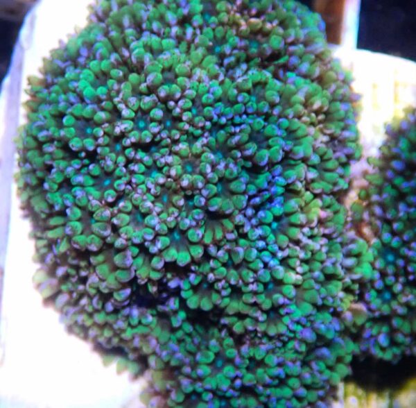 Blue and Green Sympodium Coral