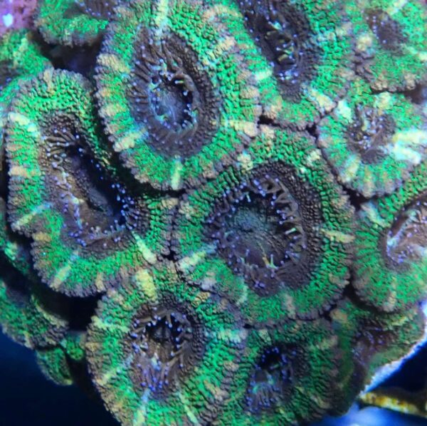 Green Acan Lord