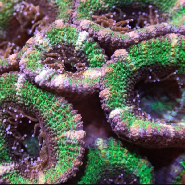 Green Acan Lord - Image 2