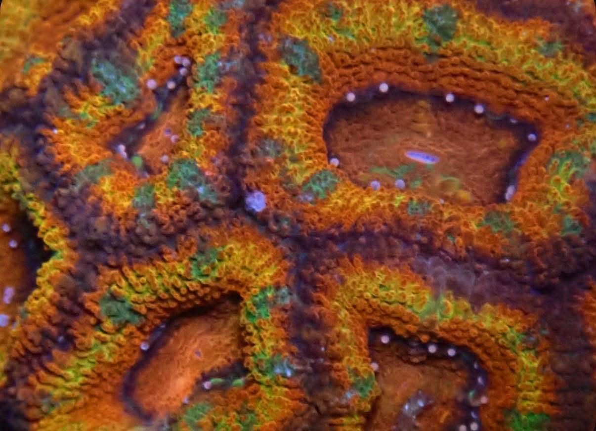 Tricolour Acan Lord - Image 2