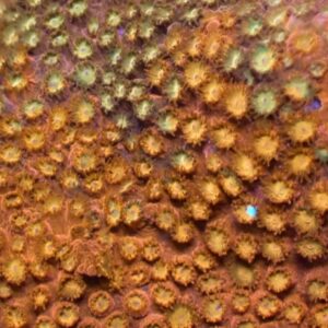 Solar Flare Cyphastrea