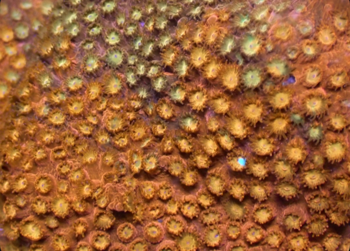 Solar Flare Cyphastrea