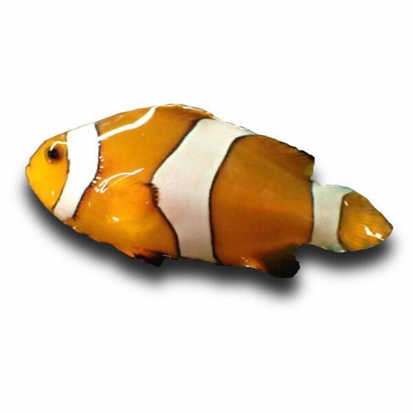 Inhouse Captive Bred Ocellaris Clownfish