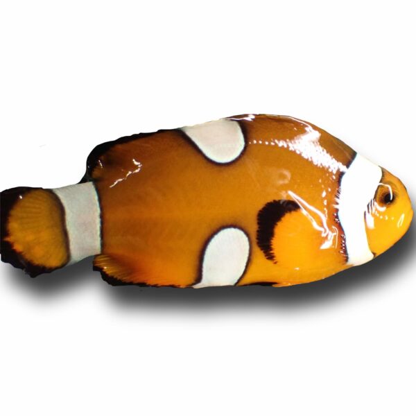 Inhouse Captive Bred Misbar Ocellaris Clownfish 1 - 2 inches