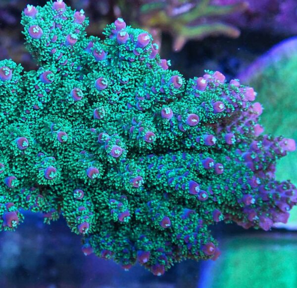 Authentic RRC Barney Acropora Tenuis (Bifaria)