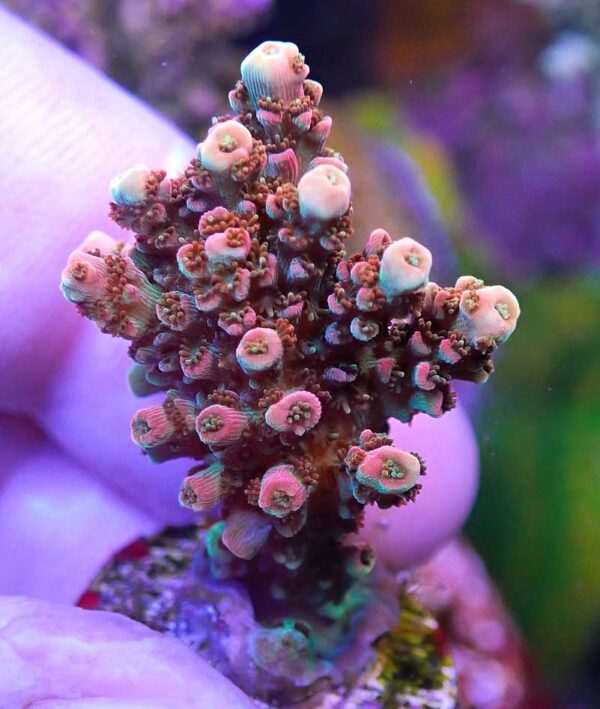 WYSIWYG Jimmy Bean Acropora Tenuis (Bifaria)