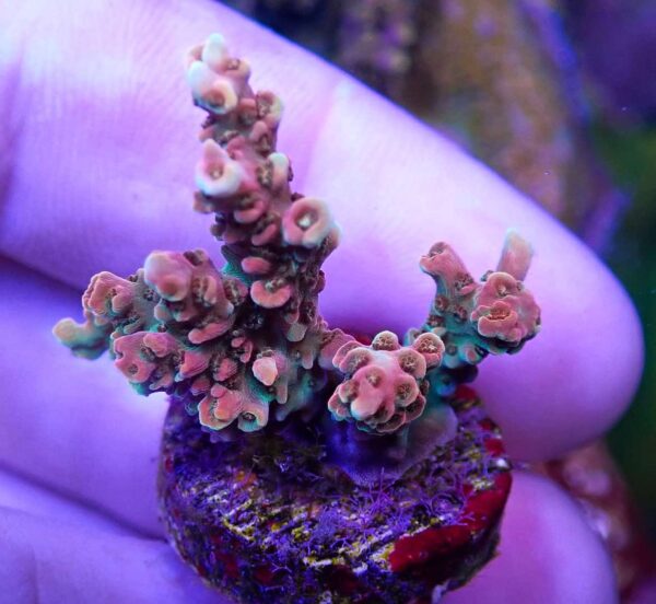 WYSIWYG Jimmy Bean Acropora Tenuis (Bifaria) 2