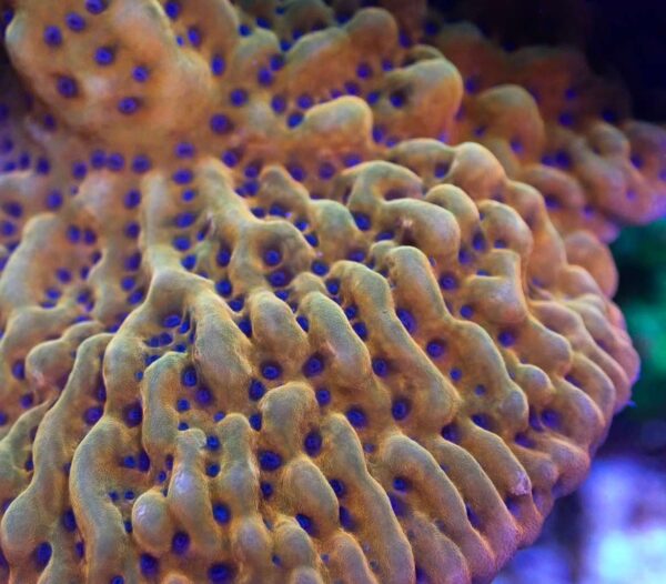 CBS Foster the Wild Montipora