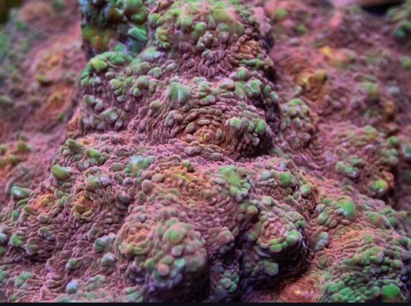 Green and Pink chalice - Image 2