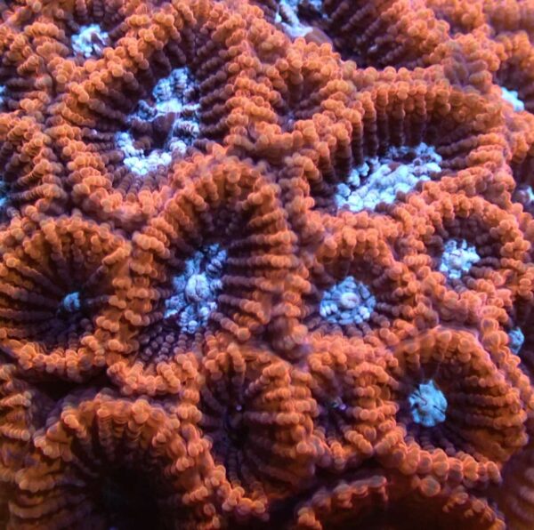Red with teal/black centers favia - Image 2