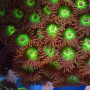 CBS Green Swampers Zoa