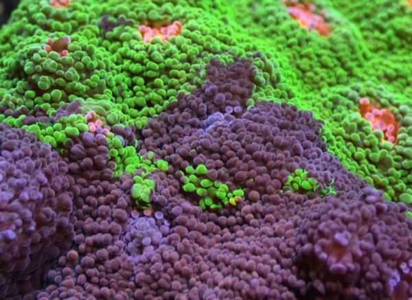Crayola Meltdown Chalice - ONLY GREEN AND BLUE IN THE FRAGS! - Image 3