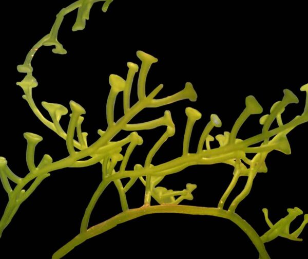 Suction Cup Caulerpa