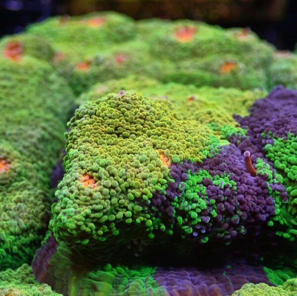 Crayola Meltdown Chalice - ONLY GREEN AND BLUE IN THE FRAGS! - Image 4