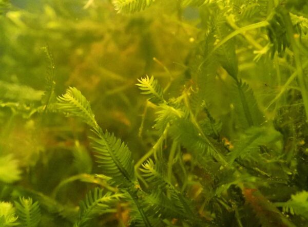Feather Caulerpa