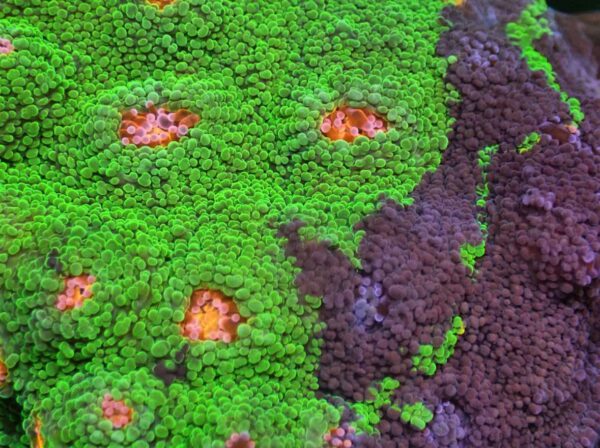 Crayola Meltdown Chalice - ONLY GREEN AND BLUE IN THE FRAGS! - Image 2