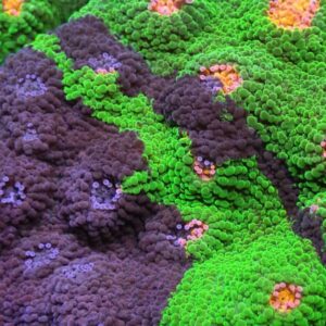 Crayola Meltdown Chalice - ONLY GREEN AND BLUE IN THE FRAGS!