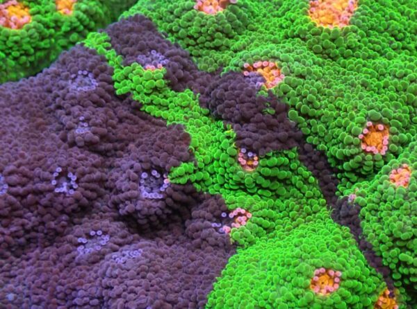 Crayola Meltdown Chalice - ONLY GREEN AND BLUE IN THE FRAGS!