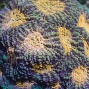 CBS Christmas Acanthastrea rotundoflora