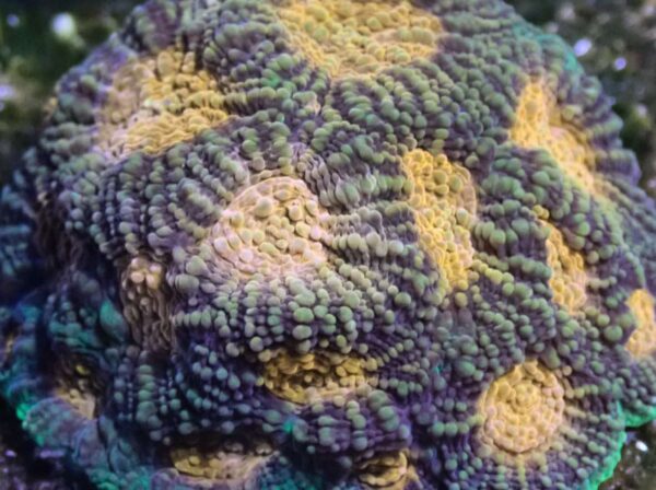 CBS Christmas Acanthastrea rotundoflora