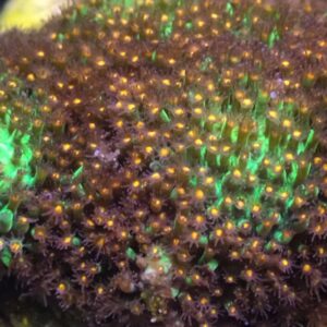 JF Sunset Stylocoeniella