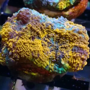 WYSIWYG 4 colour Acan Echinata