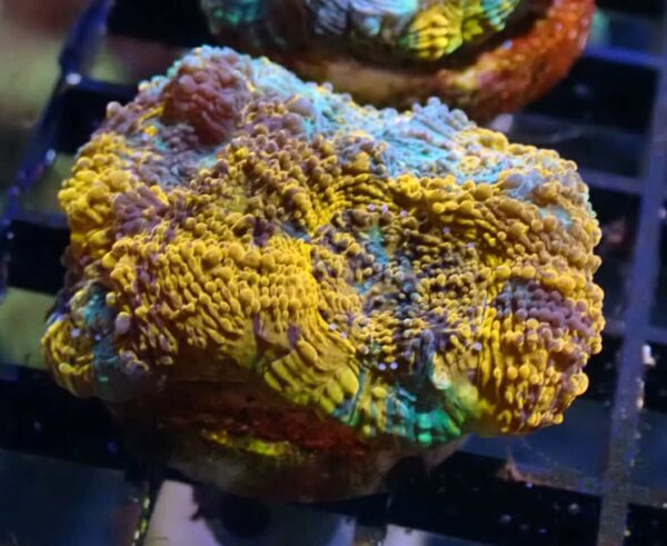 WYSIWYG 4 colour Acan Echinata