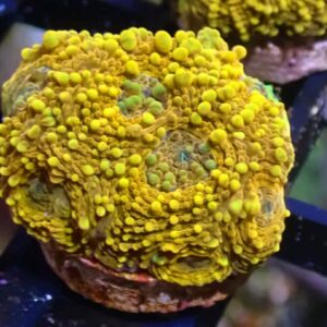 WYSIWYG Orange Acan Echinata