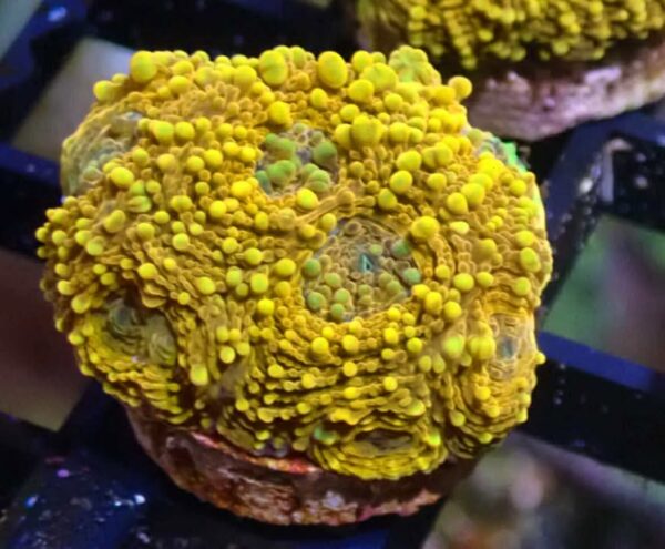 WYSIWYG Orange Acan Echinata