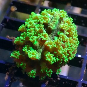 WYSIWYG Green Polyp Astreopora