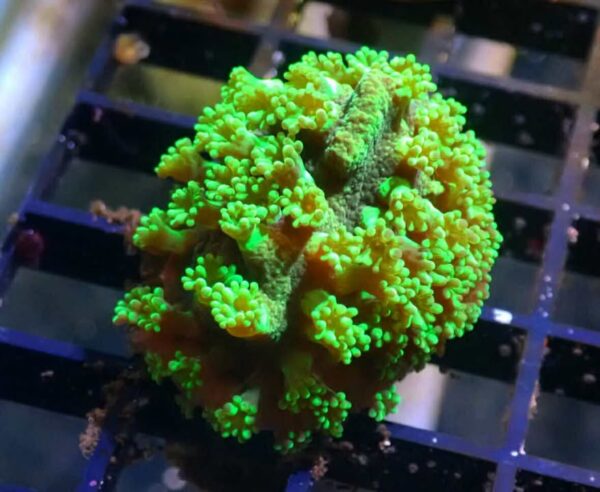 WYSIWYG Green Polyp Astreopora