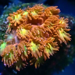 WYSIWYG red and yellow Bernardpora