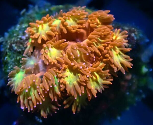 WYSIWYG red and yellow Bernardpora