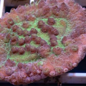 WYSIWYG 3 + inch Green Pagoda Cup Coral