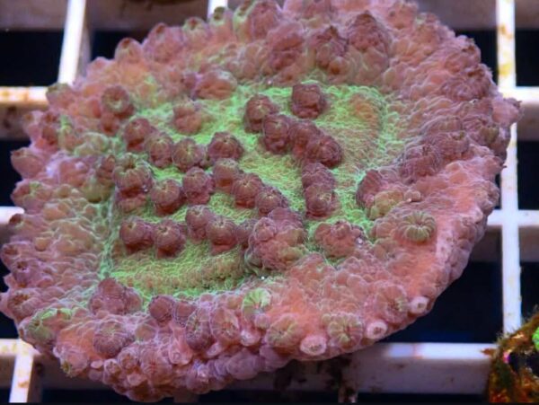WYSIWYG 3 + inch Green Pagoda Cup Coral