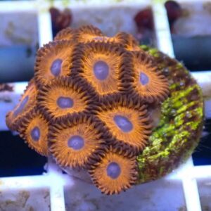 WYSIWYG Blue/purple/black zoanthid