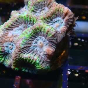 WYSIWYG Teal and Yellow favia