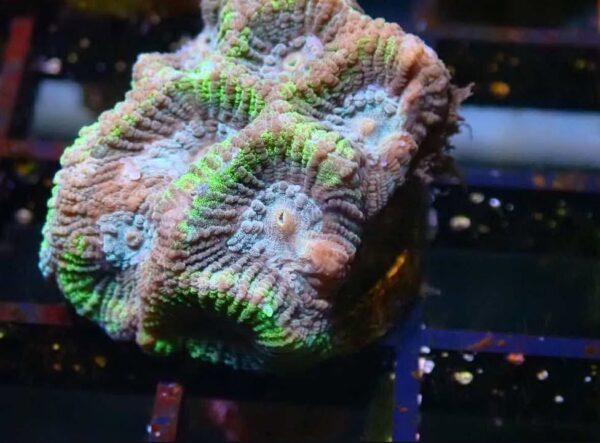 WYSIWYG Teal and Yellow favia