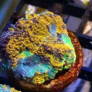 WYSIWYG 4 colour acan echinata 2