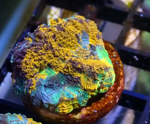 WYSIWYG 4 colour acan echinata 2