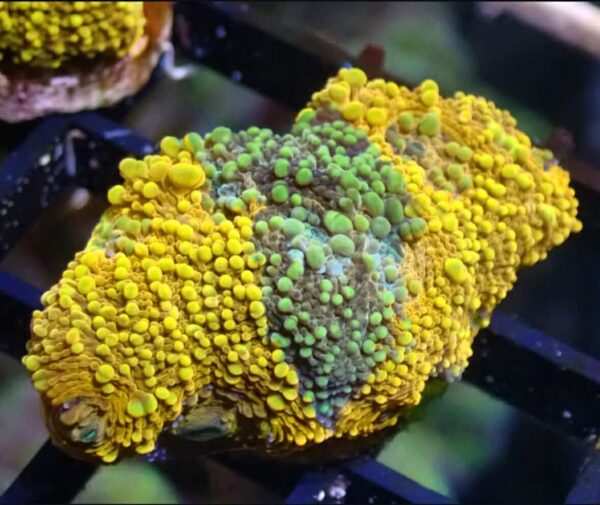 WYSIWYG Blue/green and orange Acan echinata