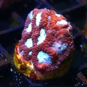 WYSIWYG Odyssey Favia