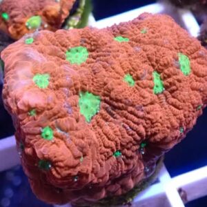 WYSIWYG Red Favites